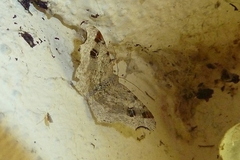 Macaria alternata