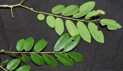Dalbergia hildebrandtii var. scorpioides image