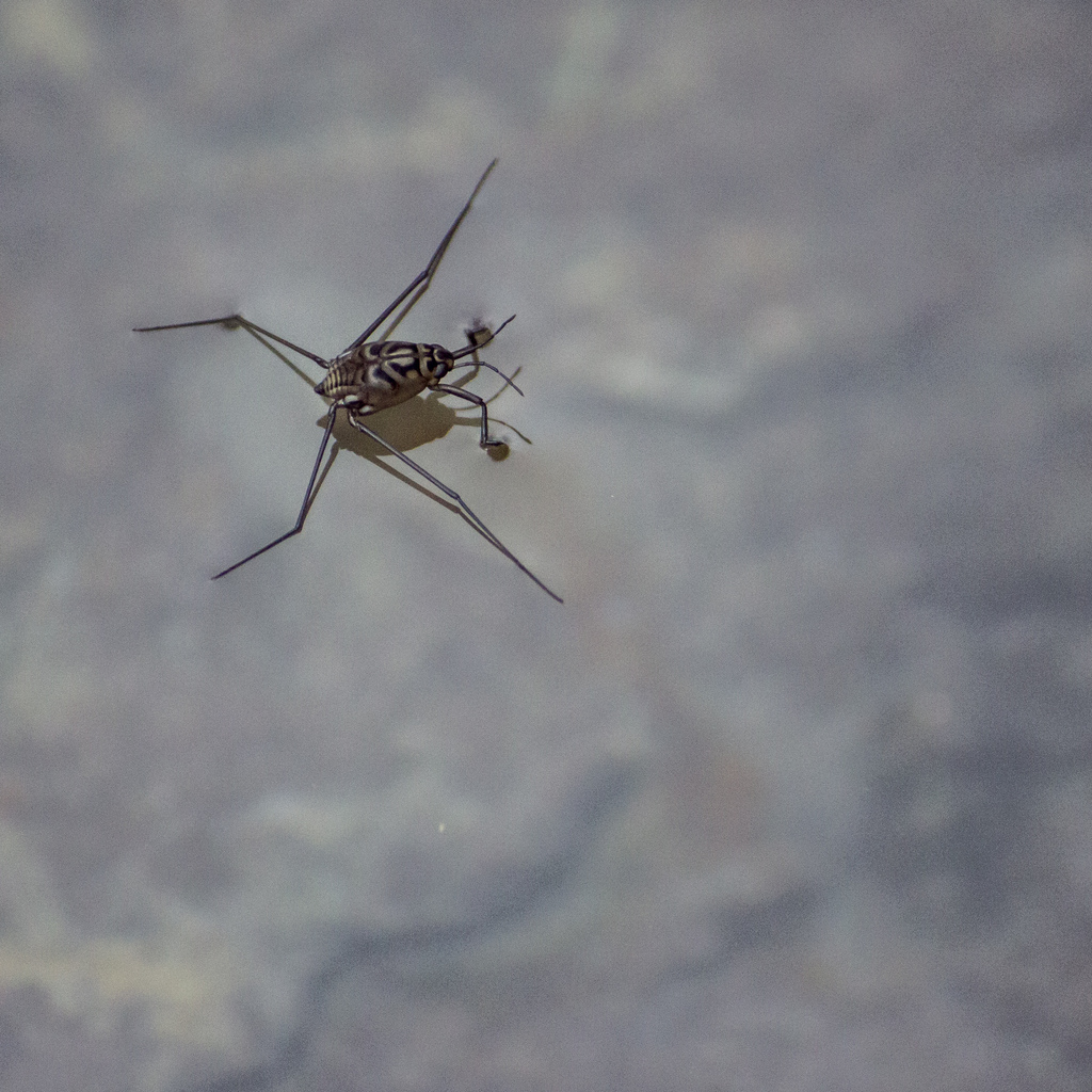 Metrocoris esakii