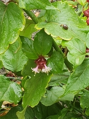 Leycesteria formosa