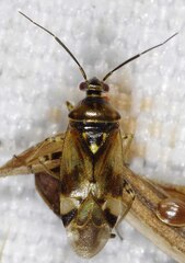 Orthops