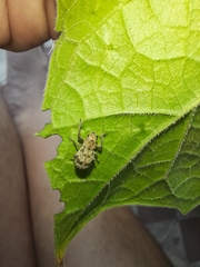 Pantomorus postfasciatus