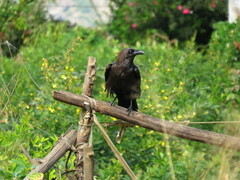 Corvus ruficollis