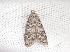 Heteromicta pachytera