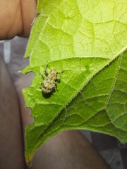 Pantomorus postfasciatus