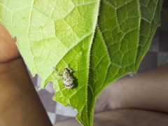 Pantomorus postfasciatus