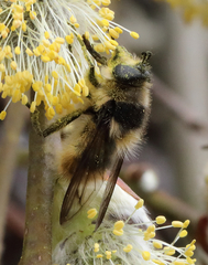 Criorhina nigripes