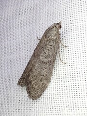 Heteromicta pachytera