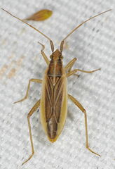 Stenodema holsata