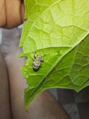 Pantomorus postfasciatus