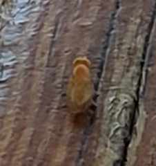 Chyromyidae