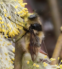Criorhina nigripes