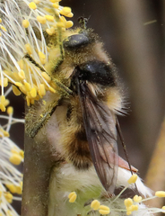 Criorhina nigripes
