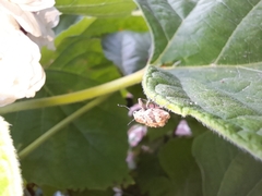 Pantomorus postfasciatus