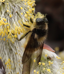 Criorhina nigripes