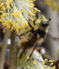 Criorhina nigripes