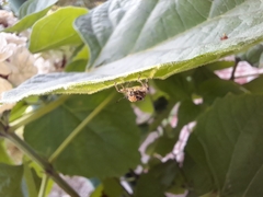 Pantomorus postfasciatus