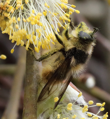 Criorhina nigripes