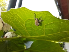 Pantomorus postfasciatus