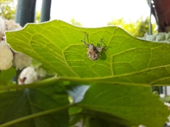 Pantomorus postfasciatus