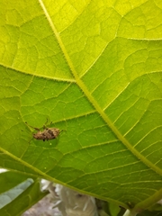 Pantomorus postfasciatus