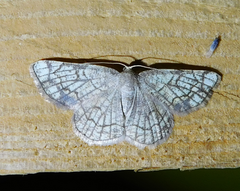 Stegania dilectaria
