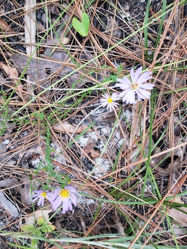 Image of Symphyotrichum walteri by (c) Robert Guralnick, some rights reserved (CC BY)