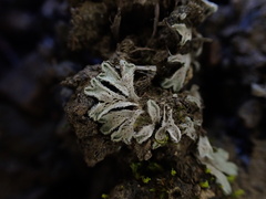 Riccia beyrichiana