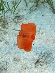 Gastropteron rubrum
