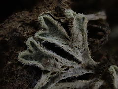 Riccia beyrichiana