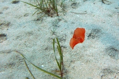 Gastropteron rubrum