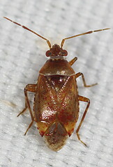 Alloeotomus germanicus