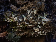 Riccia beyrichiana