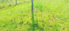 Himantoglossum hircinum