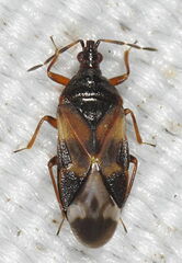 Anthocoris nemorum