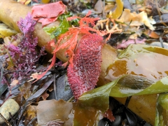 Chondracanthus