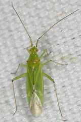 Blepharidopterus angulatus