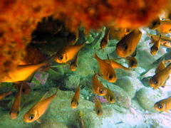 Pempheris klunzingeri