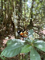 Heliconius ethilla