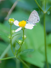 Leptotes cassius