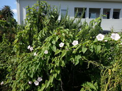 Calystegia sepium roseata x Silvatica disjuncta