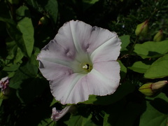 Calystegia sepium roseata x Silvatica disjuncta