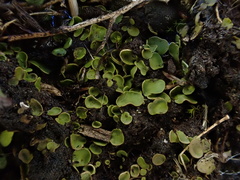 Dermatocarpon luridum