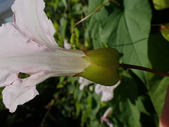 Calystegia sepium roseata x Silvatica disjuncta