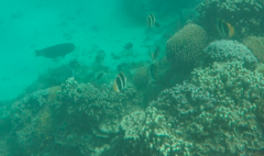 Chaetodon tricinctus