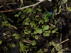 Dermatocarpon luridum