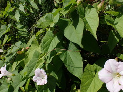Calystegia sepium roseata x Silvatica disjuncta