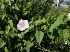 Calystegia sepium roseata x Silvatica disjuncta