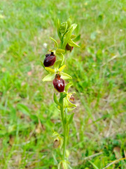 Ophrys sphegodes
