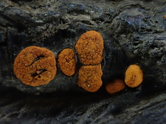 Amphilogia gyrosa